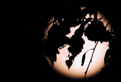 Close-up of silhouette tree against sky at night