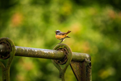 A beautiful redstart male sitting on an artificial structure in a backyard in spring. 