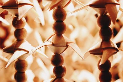 Close up of plant against blurred background