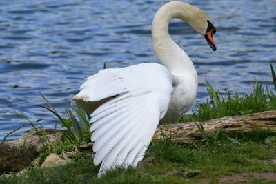 Swan by calm lake