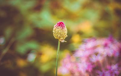 Close-up of pink flowering plant