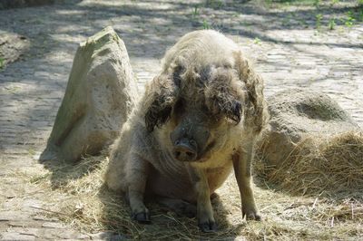 Portrait of sheep on field