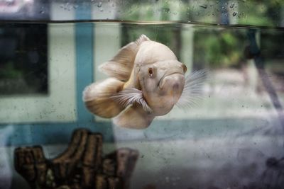 Close-up of oscar fish in glass tank