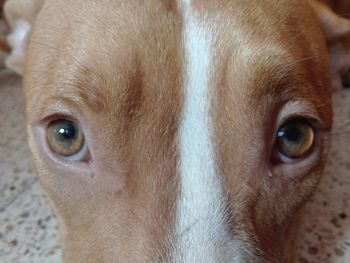 Close-up portrait of horse