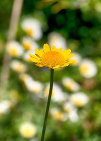 Close-up of yellow flowering plant on field