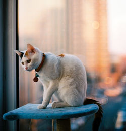 Side view of a dog looking away