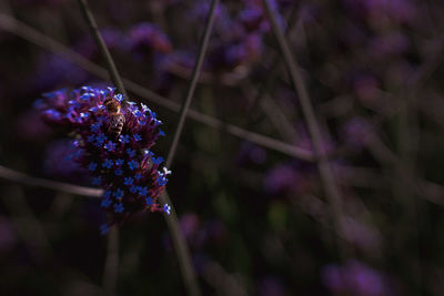 Close-up of purple flowering plant