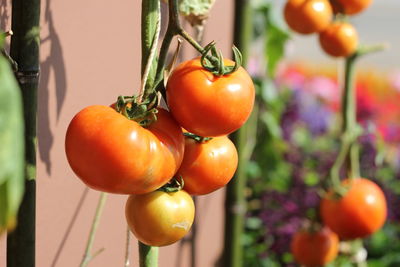 Close-up of tomatoes growing on plant