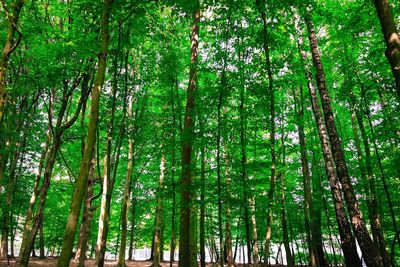 Low angle view of bamboo trees in forest