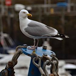 Close-up of bird perching on metal