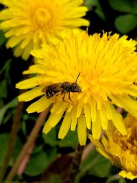 Close-up of bee on yellow flower
