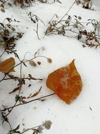 High angle view of dry leaves on snow covered field