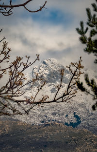 Low angle view of tree