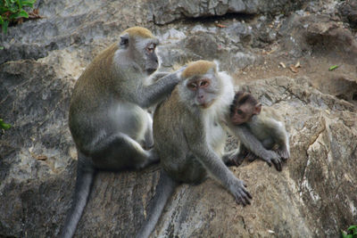 Sheep sitting on rock