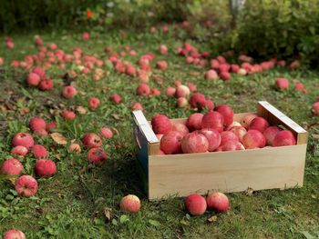 View of apples in field