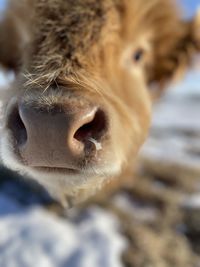 Close-up of cow nose