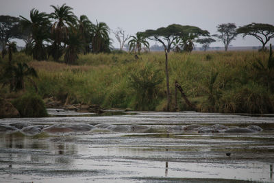 Scenic view of palm trees on landscape against sky
