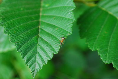 Close-up of insect on leaf