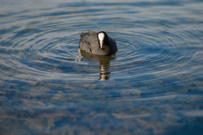 High angle view of duck swimming in lake