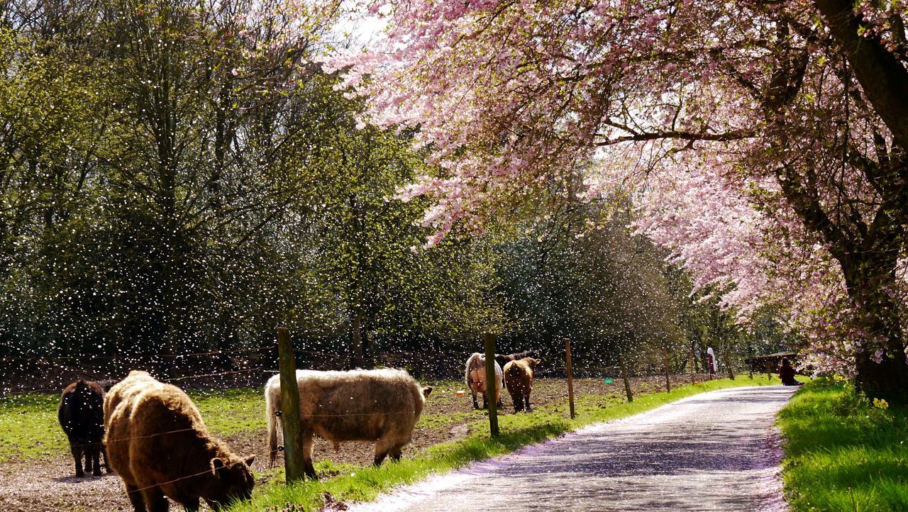 Cherry trees in bloom