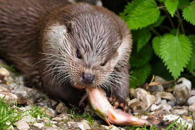 Close up of a otter eating fish