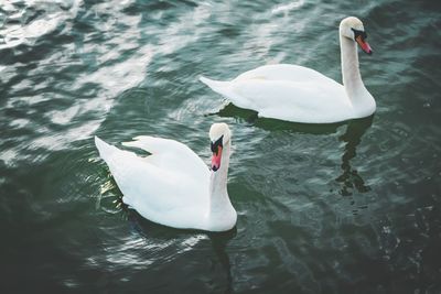 High angle view of swans swimming in lake