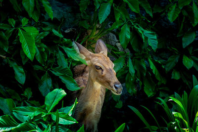 Deer in a forest