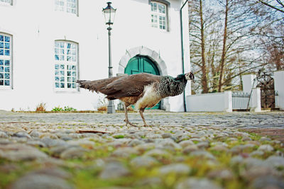 Side view of a bird on a street