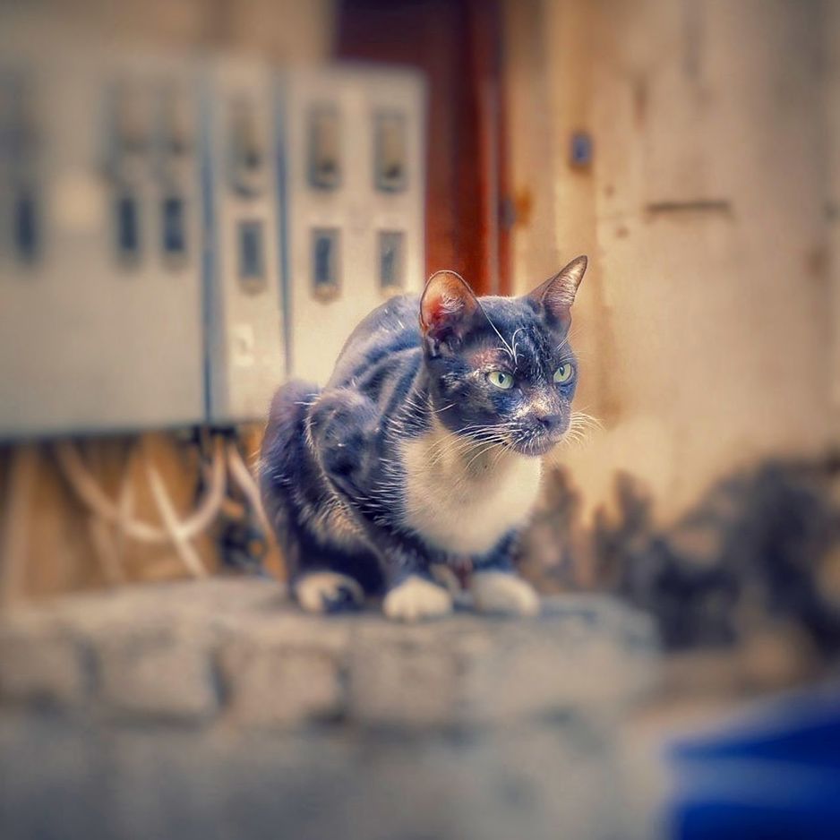 mammal, animal, animal themes, domestic, pets, one animal, domestic animals, cat, domestic cat, feline, vertebrate, selective focus, looking, looking away, no people, close-up, whisker, relaxation, day, side view, animal head