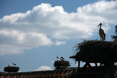 Birds perching on roof against sky