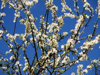 Low angle view of cherry blossom tree