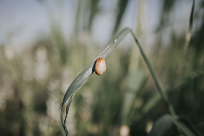 Close-up of berries on plant