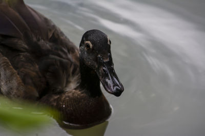 Close-up of duck swimming in lake