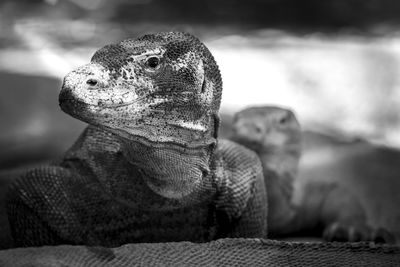 Close-up of a lizard