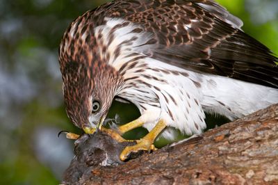 Close-up of eagle feeding on prey at branch
