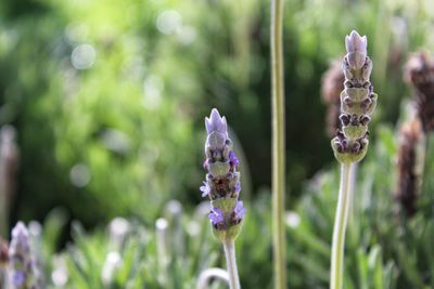 Close-up of purple flowering plant