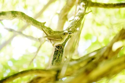 Close-up of insect on plant