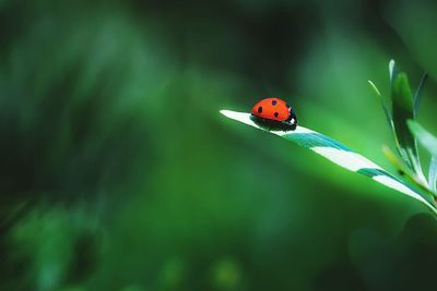 Close-up of ladybug on leaf