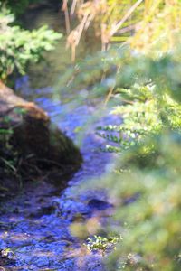 Close-up of plants in forest