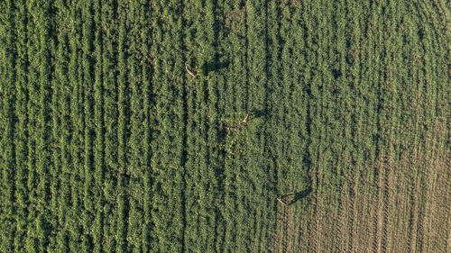 High angle view of corn field