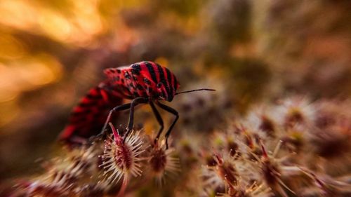 Close-up of insect on red flower