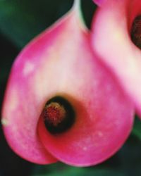 Close-up of pink flower