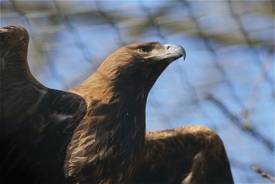 Low angle view of eagle on sunny day