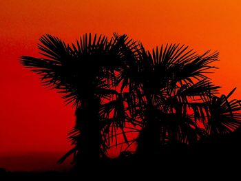 Low angle view of palm tree against orange sky