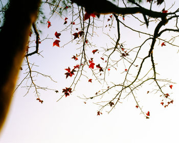 Low angle view of leaves on tree