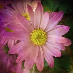 Close-up of flower blooming outdoors