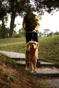 Dog standing on grass against trees