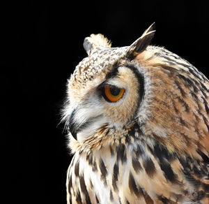 Close-up of owl looking away against black background