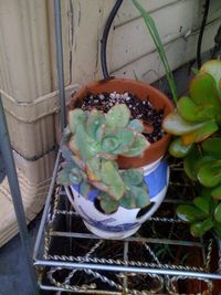 Close-up of plants