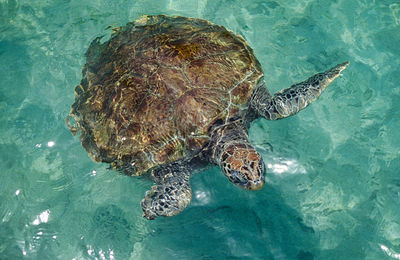 Turtle swimming in sea